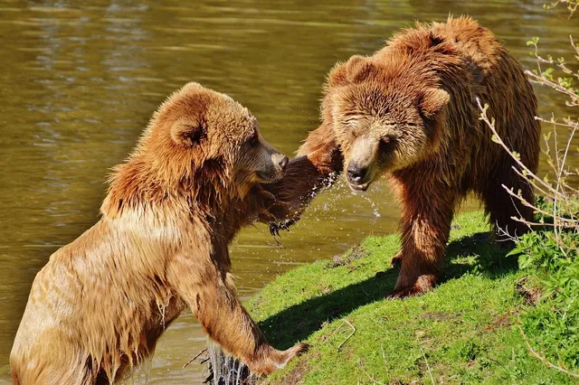 Bears In Beds